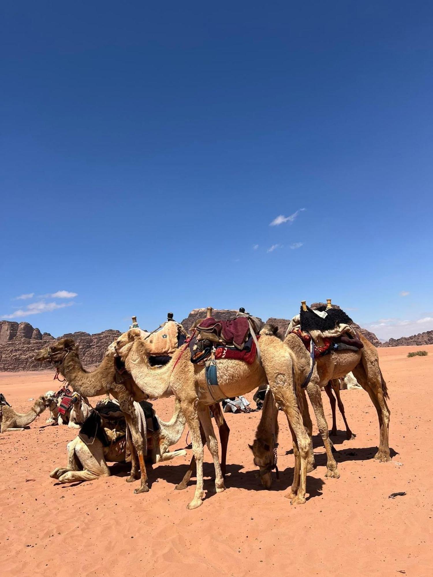 Landscape Rum Camp Hotel Wadi Rum Eksteriør billede
